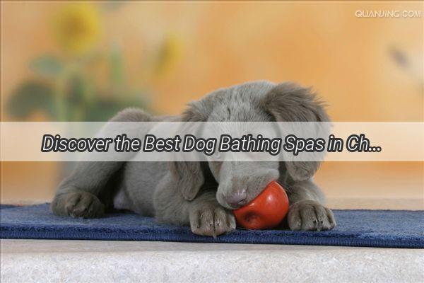 Discover the Best Dog Bathing Spas in Changling A Pawsitively Perfect Spa Experience for Your Furry Friend